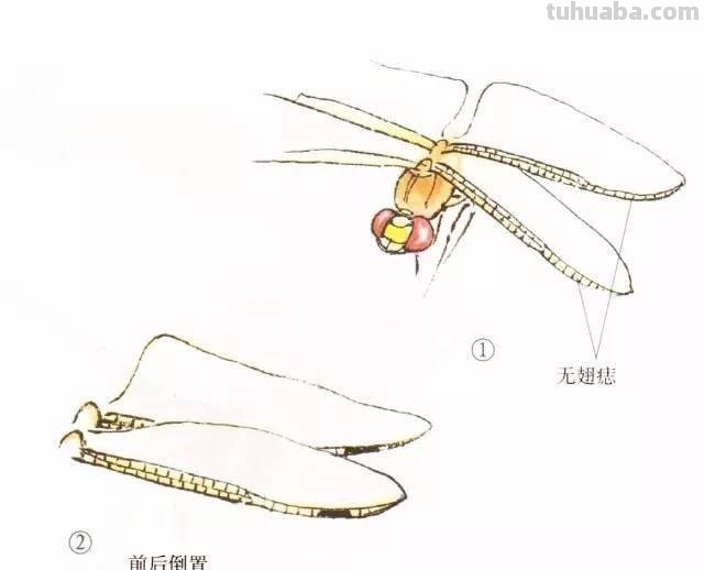 10种写意画画法合集（附教程100副，学习的好素材~）2