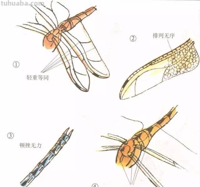 10种写意画画法合集（附教程100副，学习的好素材~）2