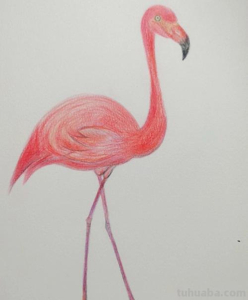 怎么用彩铅画鸟类的画 三年级画火焰鸟简单又漂亮?
