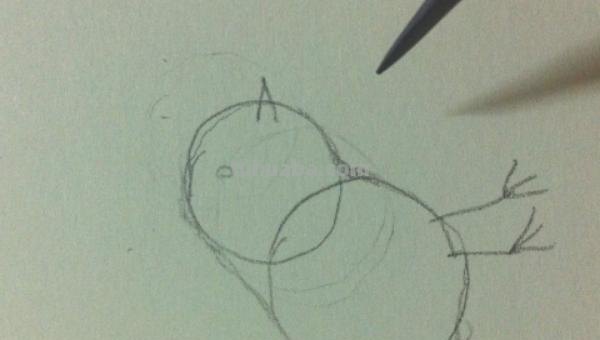 怎么用彩铅画鸟类的画 三年级画火焰鸟简单又漂亮？