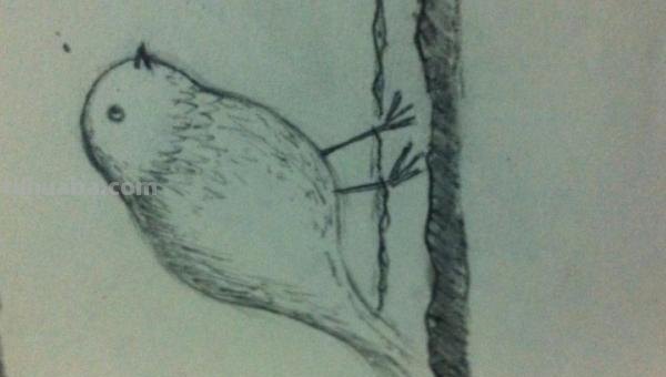 怎么用彩铅画鸟类的画 三年级画火焰鸟简单又漂亮？
