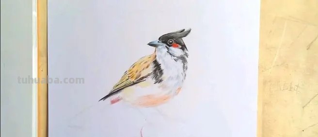 怎么用彩铅画鸟类的画 三年级画火焰鸟简单又漂亮？