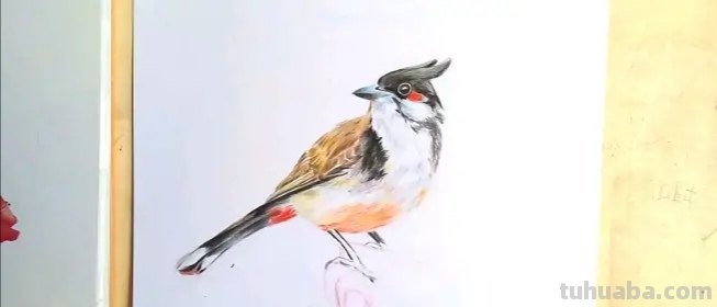 怎么用彩铅画鸟类的画 三年级画火焰鸟简单又漂亮？