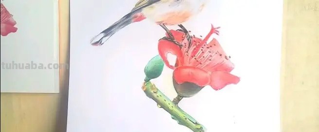怎么用彩铅画鸟类的画 三年级画火焰鸟简单又漂亮？