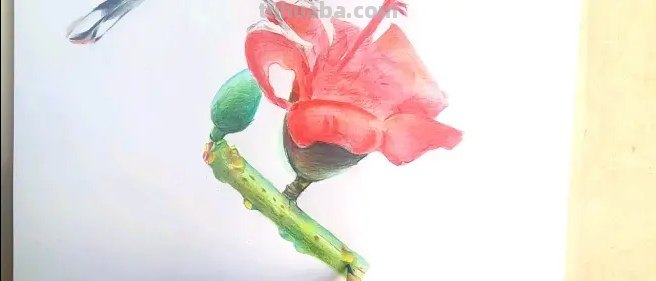 怎么用彩铅画鸟类的画 三年级画火焰鸟简单又漂亮？