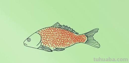 鲤鱼怎么画儿童简笔画 鱼的简笔画怎么画？