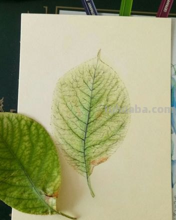 用彩铅画小树叶怎么画 如何用彩铅画树？