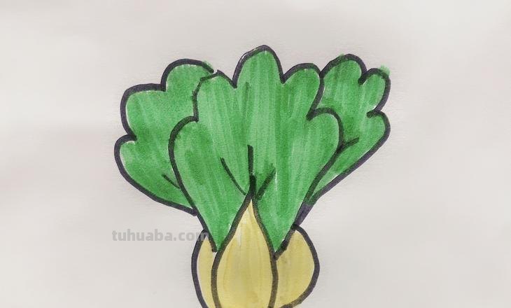 小青菜怎么画简笔画 怎样画蔬菜？