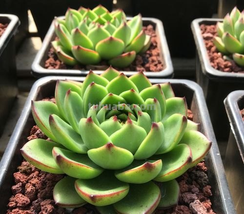 继续分享多肉植物,精控好养,一起看看吧