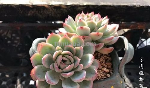继续分享多肉植物,精控好养,一起看看吧