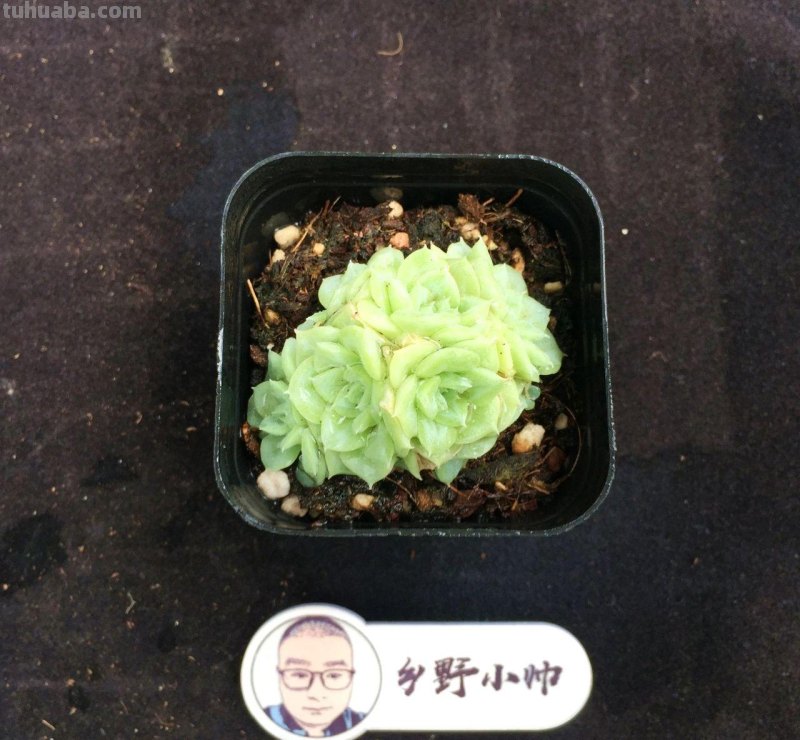 继续分享多肉植物，精控好养，一起看看吧