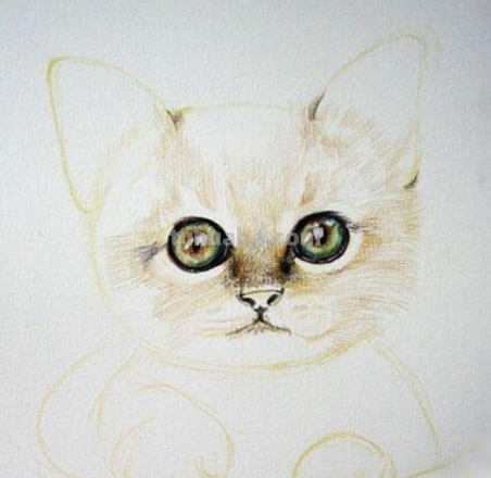 用彩铅画小猫怎么画的 动物铅笔画教程？