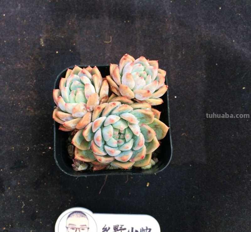 继续分享多肉植物，精控好养，一起看看吧