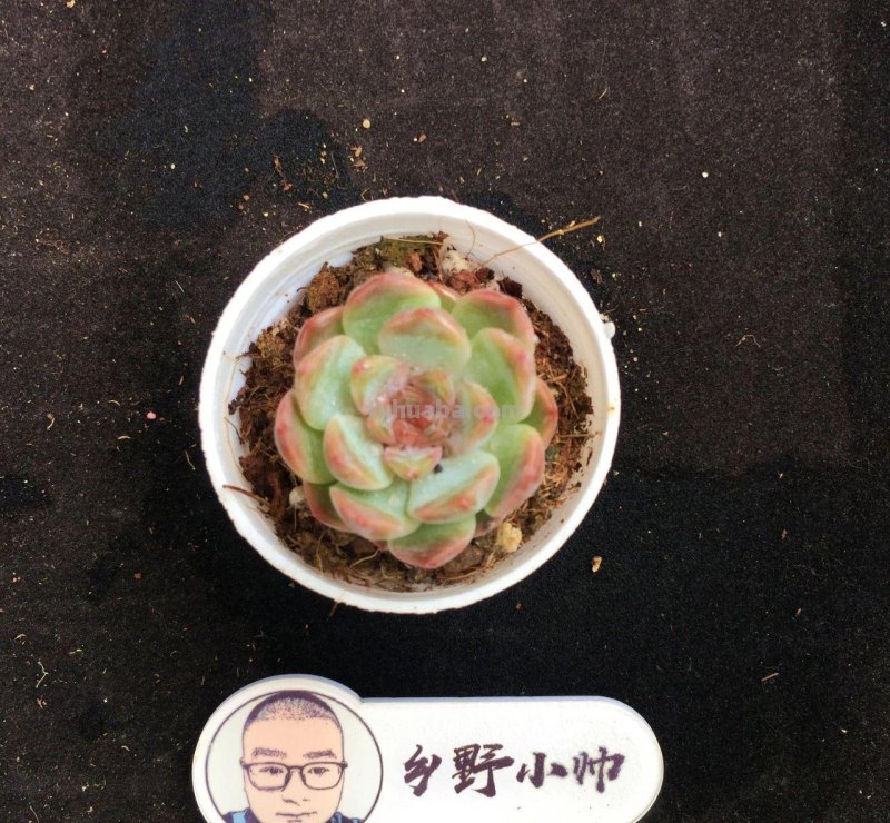 继续分享多肉植物，精控好养，一起看看吧