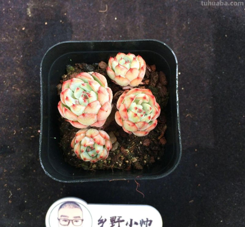 继续分享多肉植物，精控好养，一起看看吧