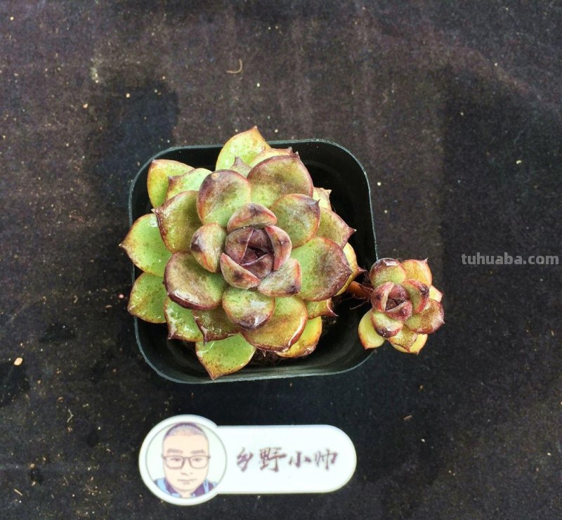 继续分享多肉植物，精控好养，一起看看吧