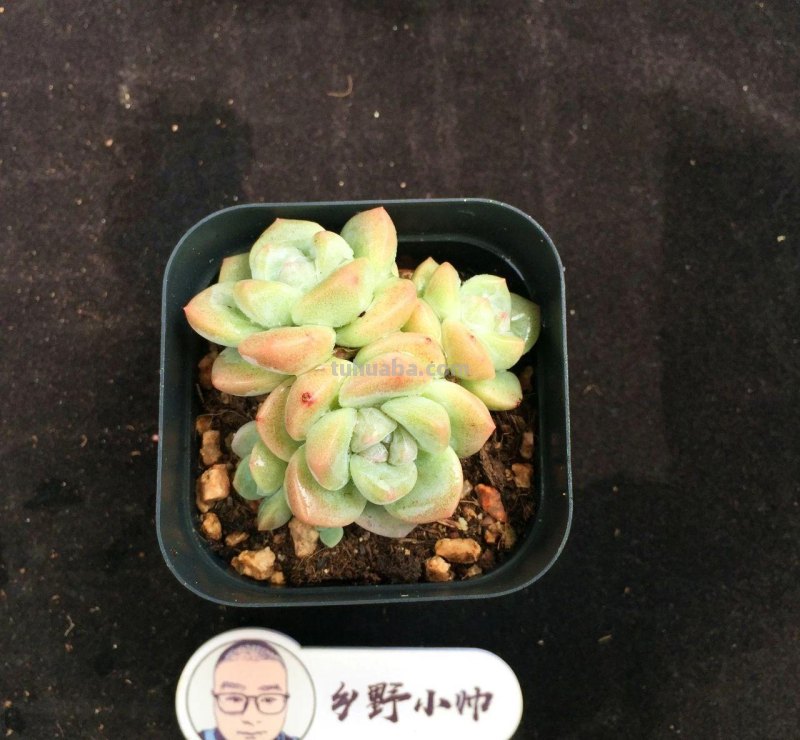 继续分享多肉植物，精控好养，一起看看吧