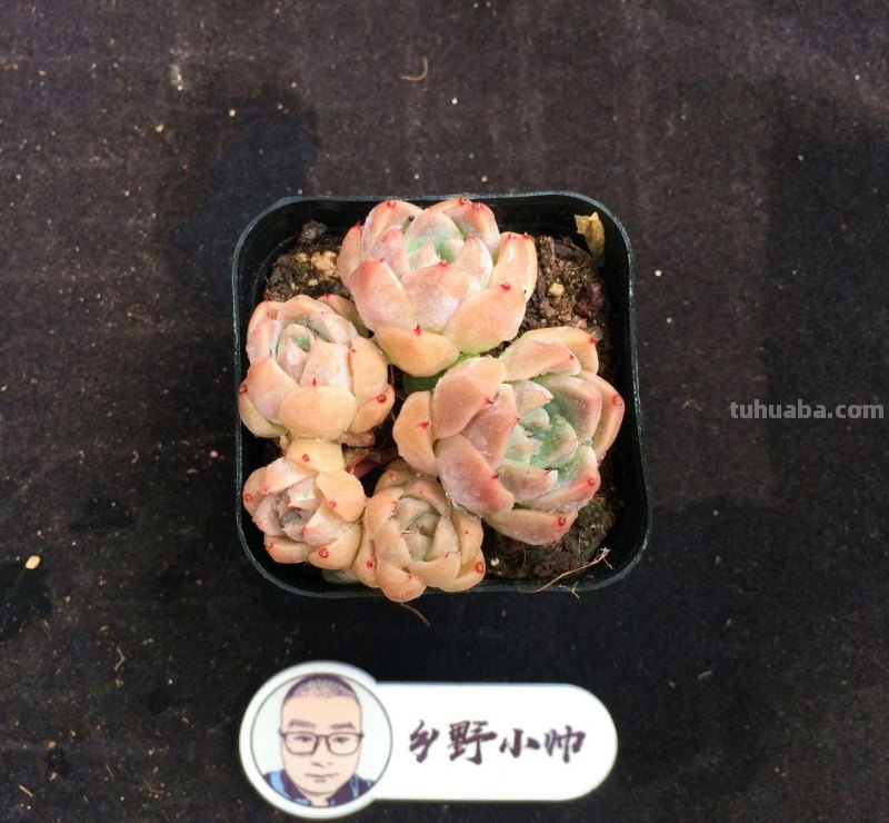 继续分享多肉植物，精控好养，一起看看吧