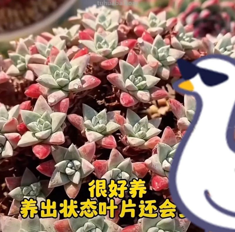 盘点2023年最火的6款多肉，快看看你家有没有？