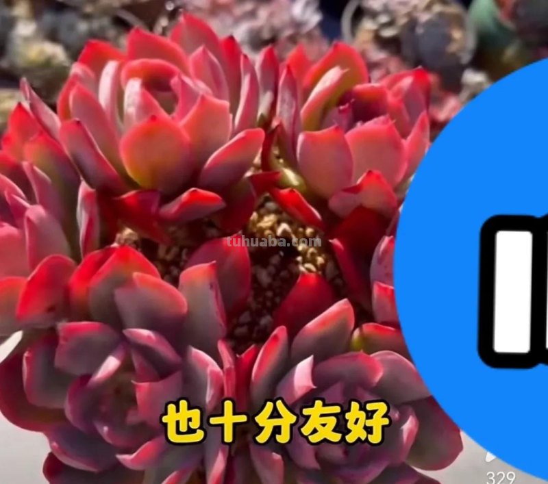 盘点2023年最火的6款多肉，快看看你家有没有？