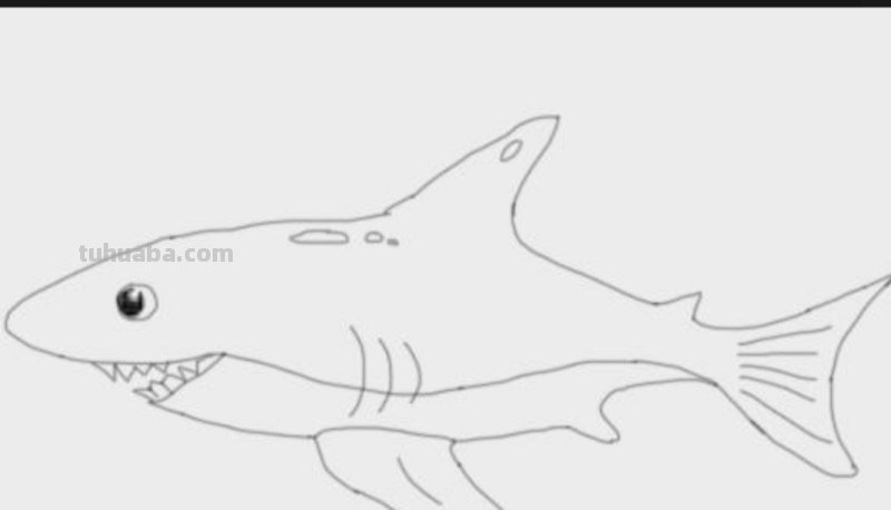 鲨鱼的简笔画怎么画 鲨鱼的画？