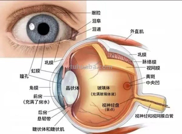 眼球的拼音