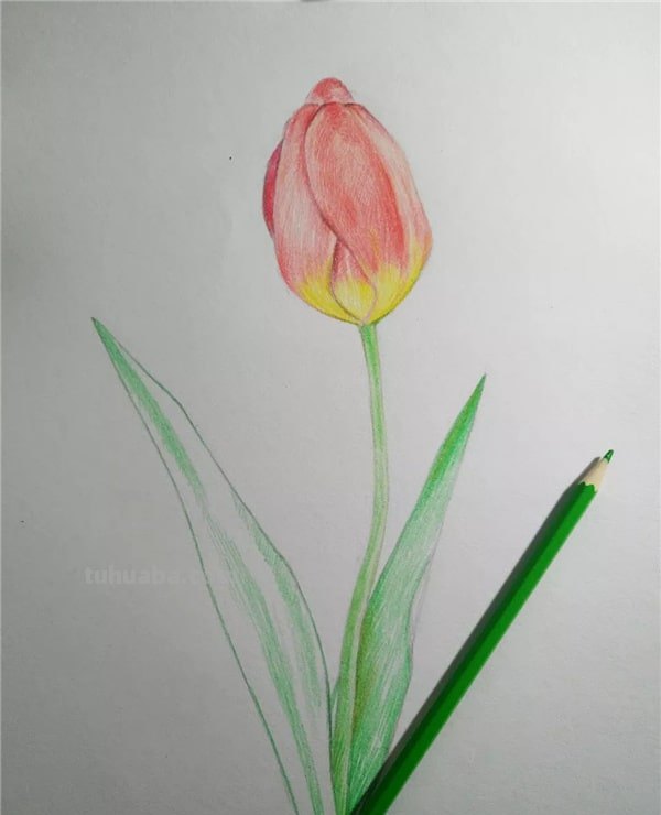 用彩铅怎么画美丽的画 怎么用彩铅画画？