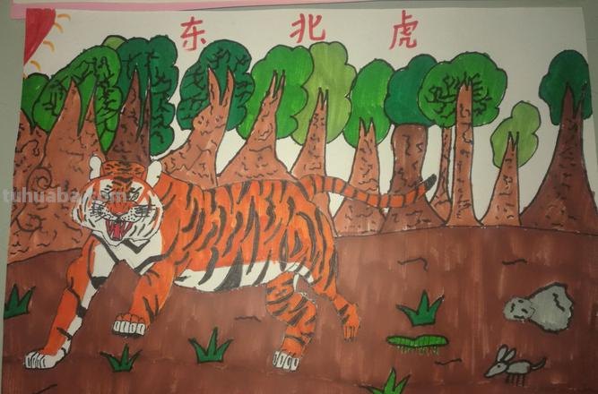 探寻老虎色彩图:带你领略老虎的多彩世界