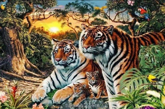 探寻老虎色彩图:带你领略老虎的多彩世界