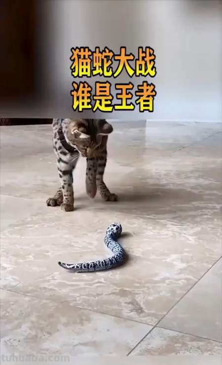 蛇打不过猫,那老虎和亚马逊森蚺打斗,谁的获胜概率大?