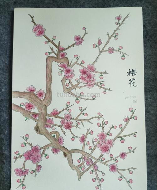 怎么用彩铅画梅花拟人画 如何画梅花,这是美术作业,铅笔和水彩笔都行?