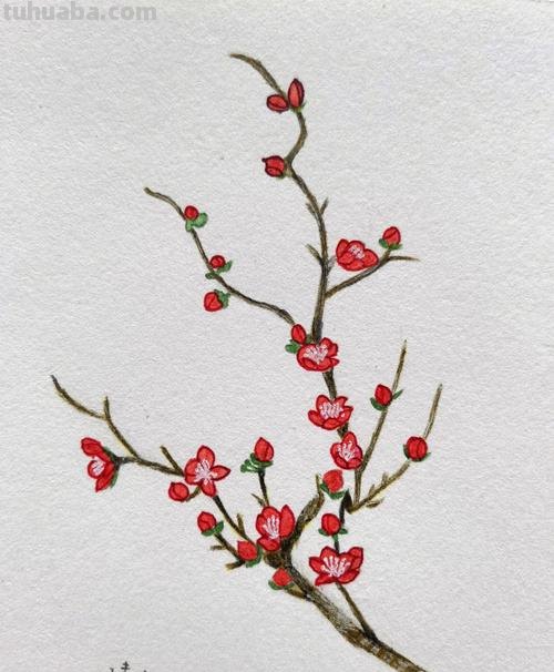 怎么用彩铅画梅花拟人画 如何画梅花,这是美术作业,铅笔和水彩笔都行?