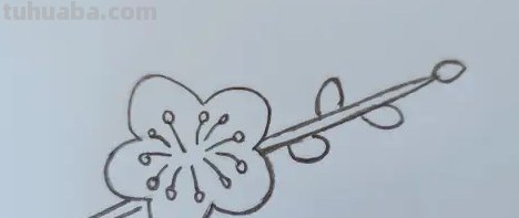 怎么用彩铅画梅花拟人画 如何画梅花，这是美术作业，铅笔和水彩笔都行？