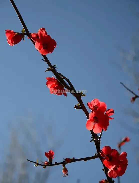 怎么用彩铅画梅花拟人画 如何画梅花，这是美术作业，铅笔和水彩笔都行？