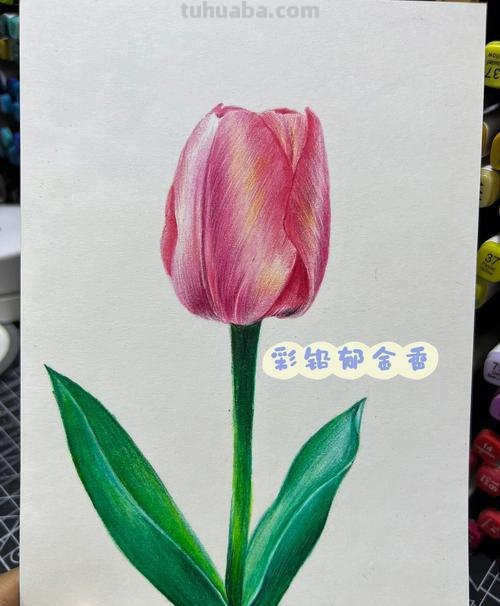 郁金香花怎么画彩铅画 手绘郁金香一笔画？
