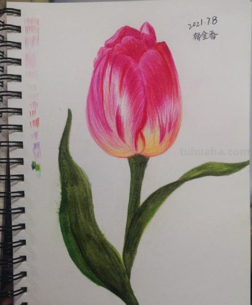 郁金香花怎么画彩铅画 手绘郁金香一笔画？