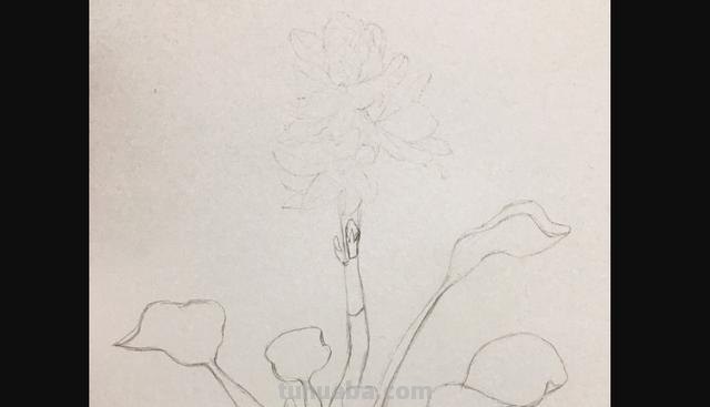 郁金香花怎么画彩铅画 手绘郁金香一笔画？