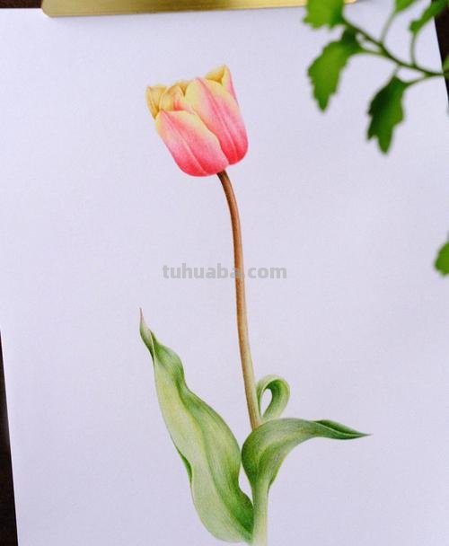 郁金香花怎么画彩铅画 手绘郁金香一笔画？