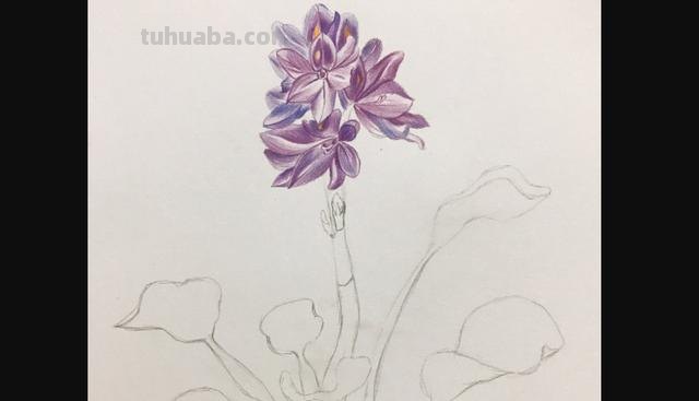 郁金香花怎么画彩铅画 手绘郁金香一笔画？