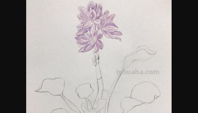 郁金香花怎么画彩铅画 手绘郁金香一笔画？