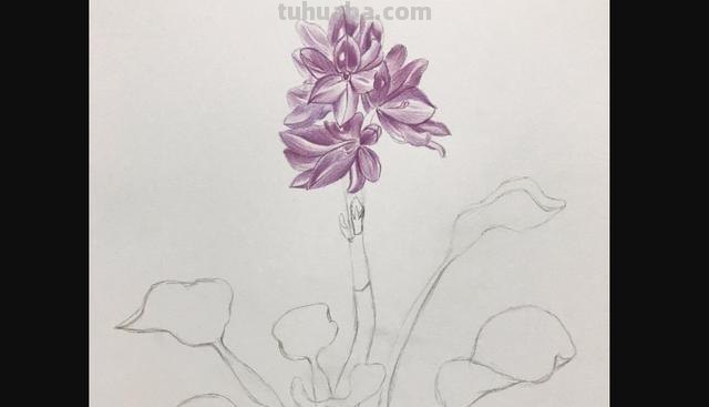 郁金香花怎么画彩铅画 手绘郁金香一笔画？