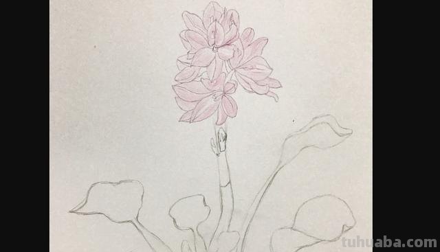 郁金香花怎么画彩铅画 手绘郁金香一笔画？