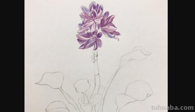 郁金香花怎么画彩铅画 手绘郁金香一笔画？