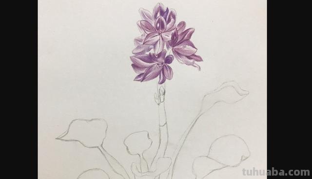 郁金香花怎么画彩铅画 手绘郁金香一笔画？