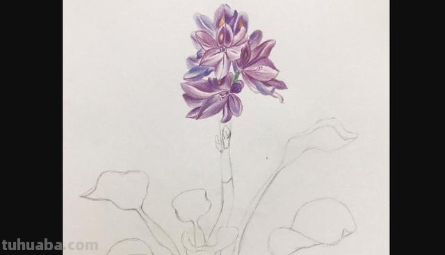 郁金香花怎么画彩铅画 手绘郁金香一笔画？
