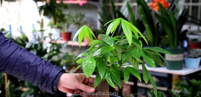 发财树公认的难养?试试做好这“4步”,绝对枝叶繁茂,四季常绿