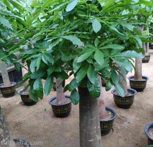 发财树公认的难养?试试做好这“4步”,绝对枝叶繁茂,四季常绿