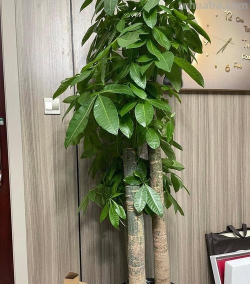发财树公认的难养?试试做好这“4步”,绝对枝叶繁茂,四季常绿