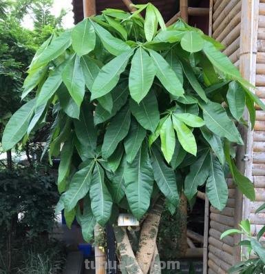 发财树公认的难养？试试做好这“4步”，绝对枝叶繁茂，四季常绿