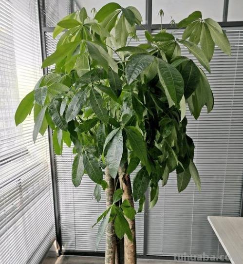 发财树公认的难养？试试做好这“4步”，绝对枝叶繁茂，四季常绿